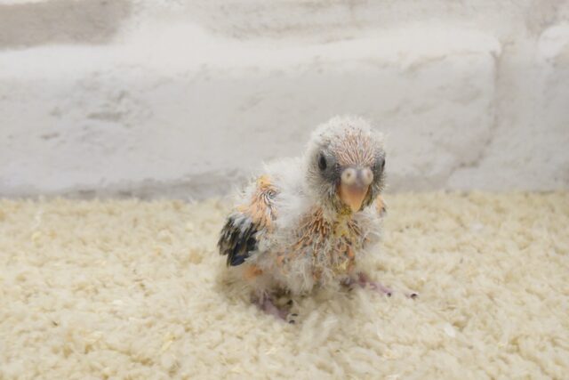 アキクサインコ（秋草インコ）