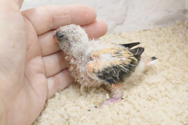 アキクサインコ（秋草インコ）