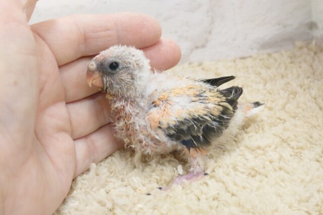 アキクサインコ（秋草インコ）