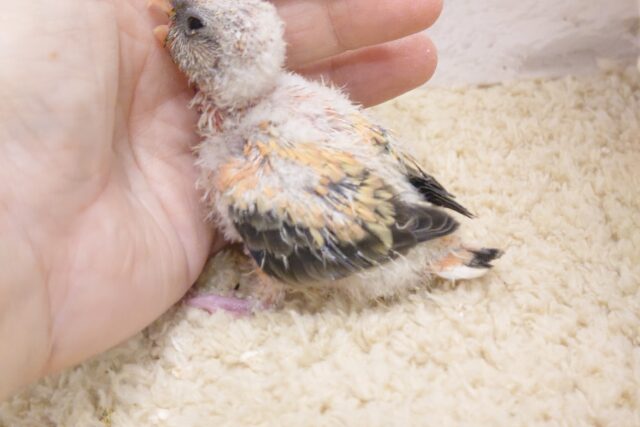 アキクサインコ（秋草インコ）