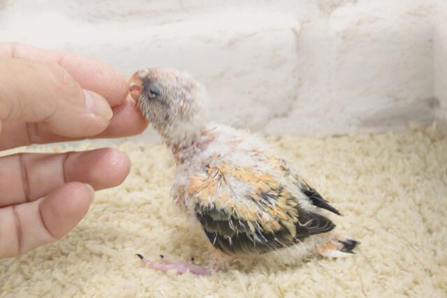 アキクサインコ（秋草インコ）