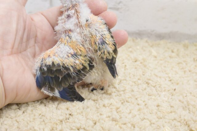 アキクサインコ（秋草インコ）