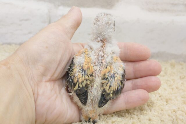 アキクサインコ（秋草インコ）