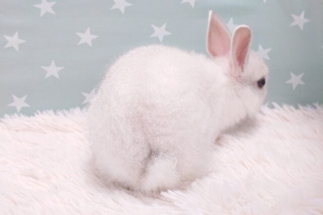 ネザーランドドワーフ