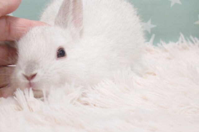 ネザーランドドワーフ