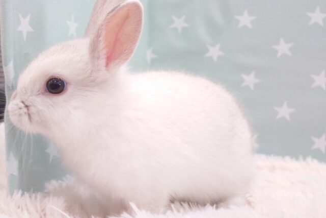 ネザーランドドワーフ