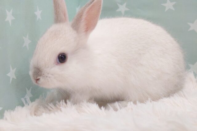 ネザーランドドワーフ