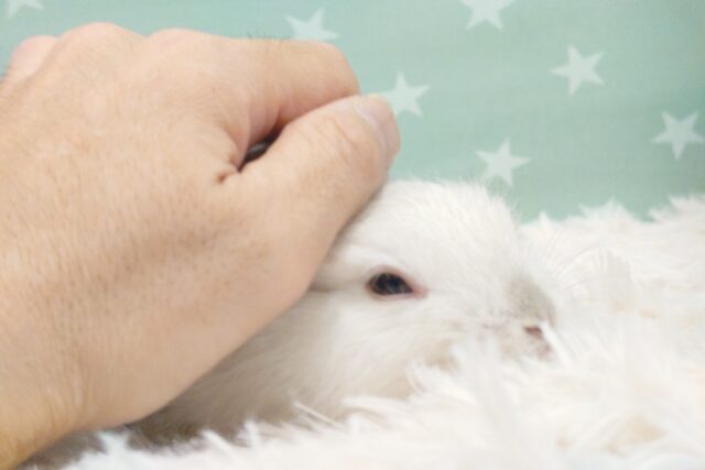 ネザーランドドワーフ