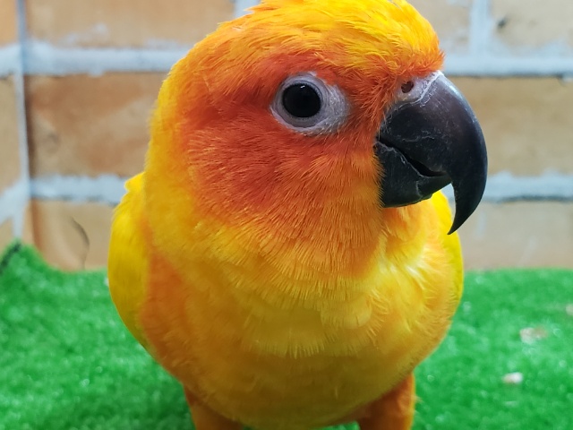 コガネメキシコインコ