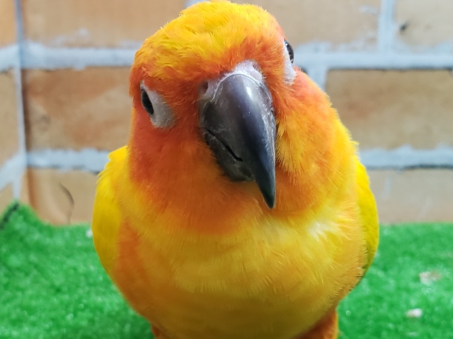 コガネメキシコインコ