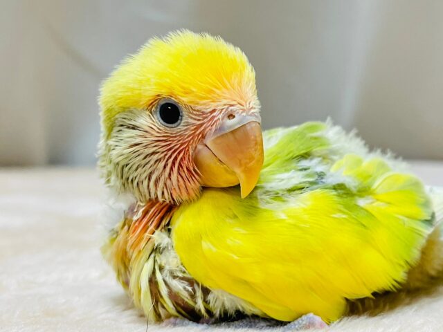 コザクラインコ（小桜インコ）