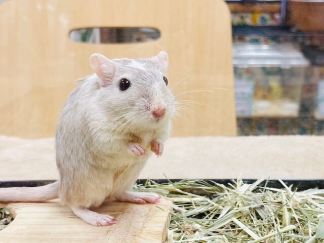 カラージャービル（スナネズミ）