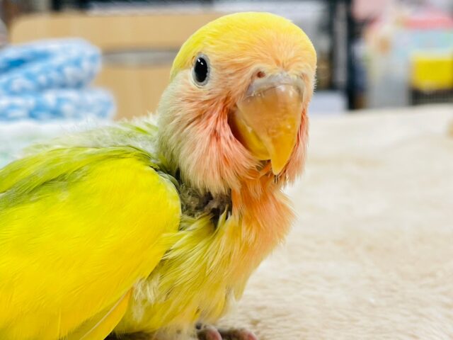 コザクラインコ（小桜インコ）