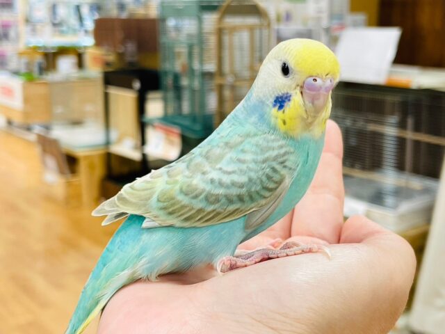 セキセイインコ