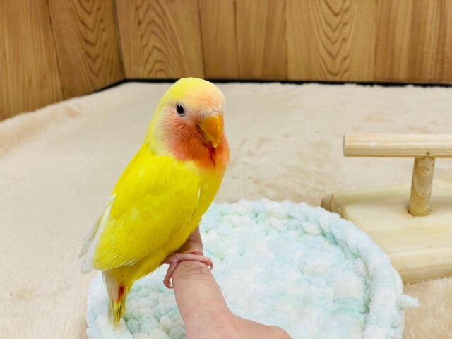 コザクラインコ（小桜インコ）