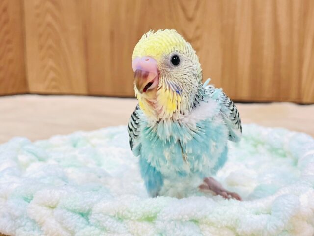 セキセイインコ