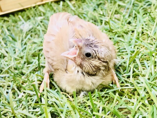 錦花鳥（キンカチョウ）