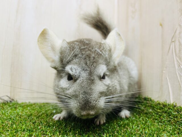 触れ合い⭕️最新画像になりますよ❣️チンチラ(シナモン)入舎しました〜♪ チンチラ