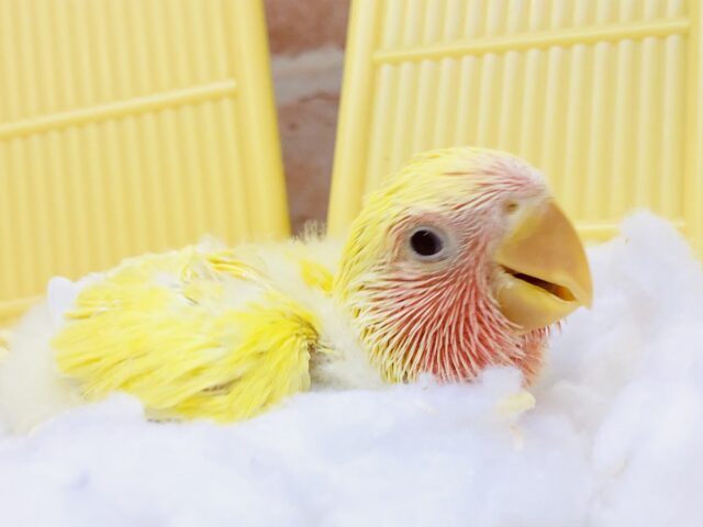 コザクラインコ（小桜インコ）