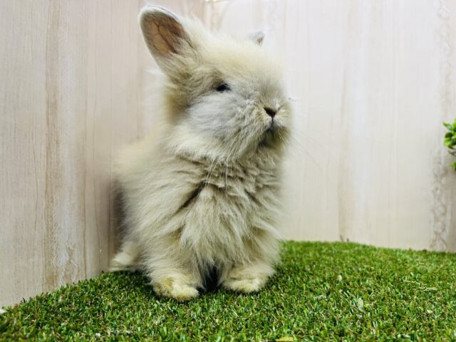 ライオンラビット