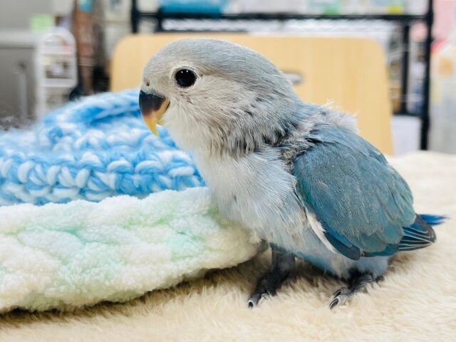 コザクラインコ（小桜インコ）