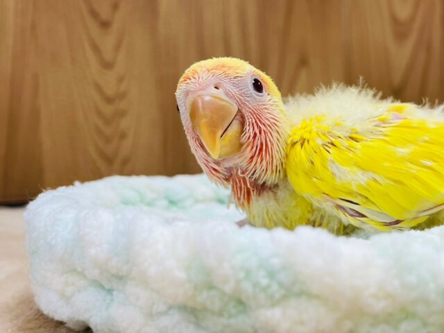 コザクラインコ（小桜インコ）