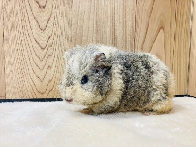 テディモルモット