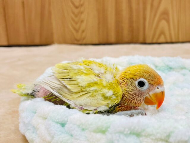 ヤマブキボタンインコ