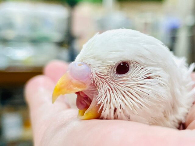 セキセイインコ