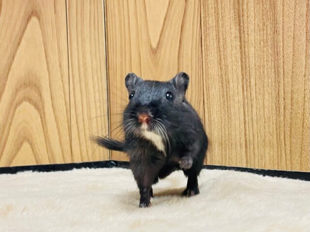 カラージャービル（スナネズミ）