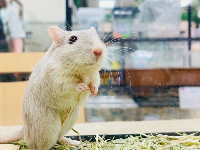 カラージャービル（スナネズミ）