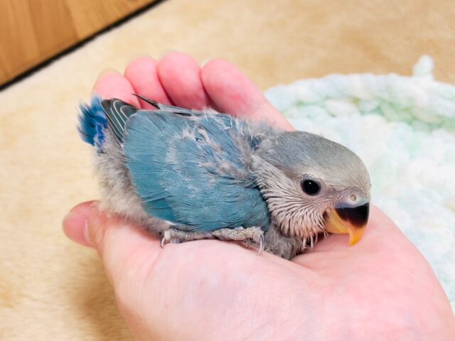コザクラインコ（小桜インコ）