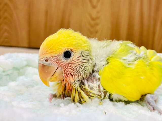 コザクラインコ（小桜インコ）
