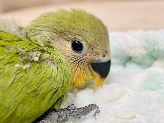 コザクラインコ（小桜インコ）