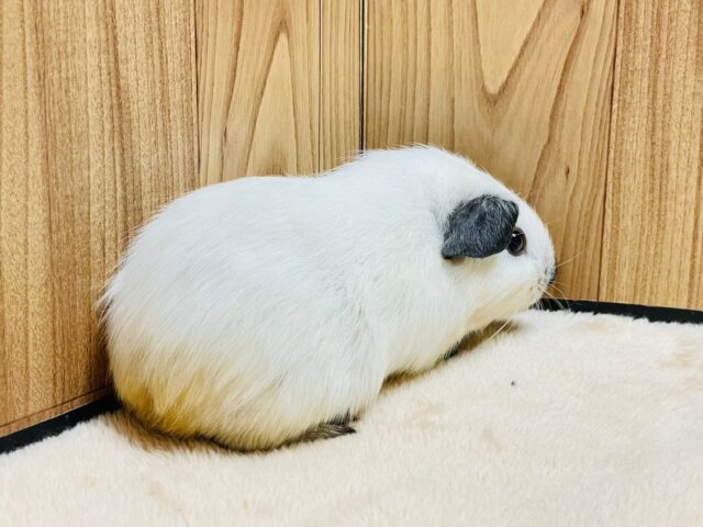 ロシアンモルモット