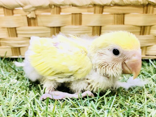 コザクラインコ（小桜インコ）