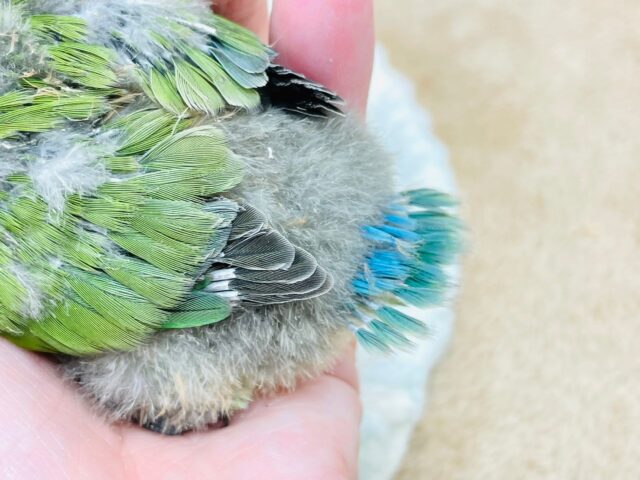 コザクラインコ（小桜インコ）