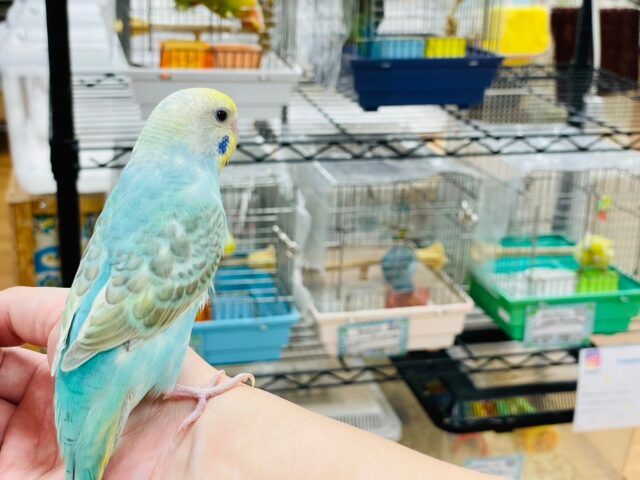 セキセイインコ