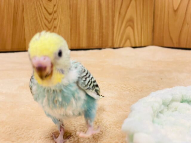 セキセイインコ