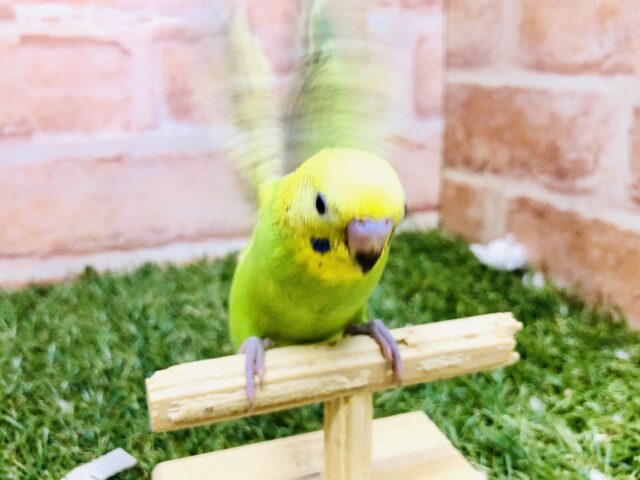 セキセイインコ