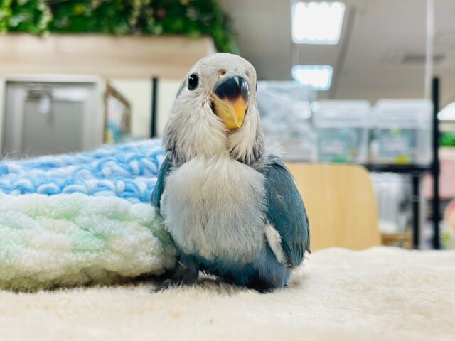 コザクラインコ（小桜インコ）