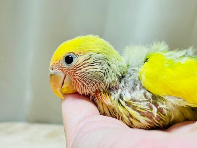 コザクラインコ（小桜インコ）