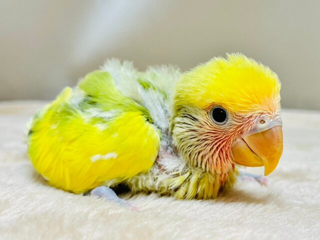 コザクラインコ（小桜インコ）