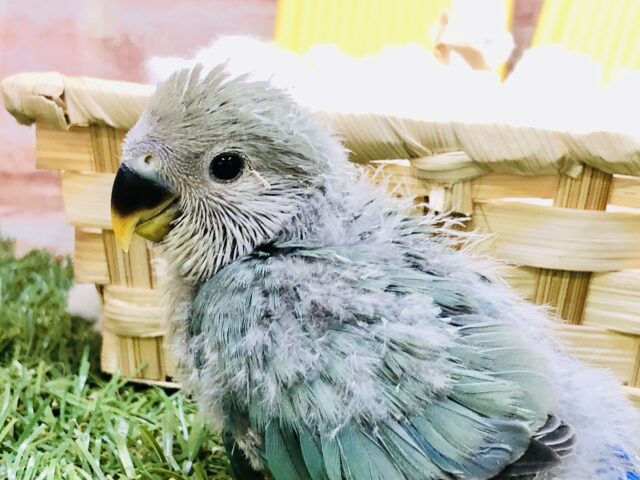 コザクラインコ（小桜インコ）