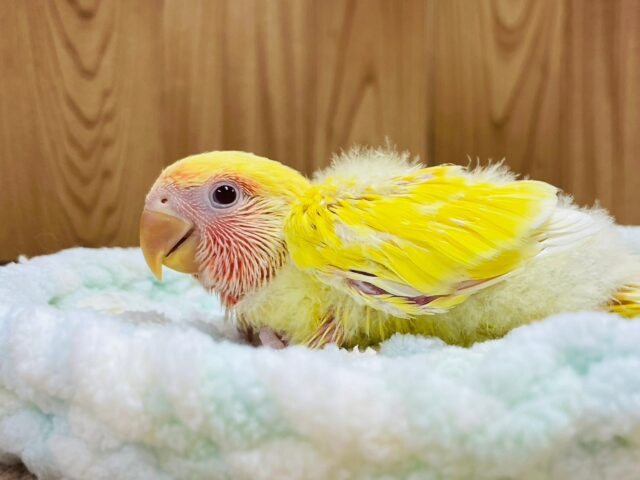 コザクラインコ（小桜インコ）