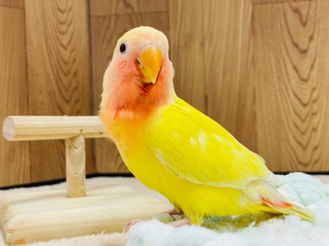 コザクラインコ（小桜インコ）