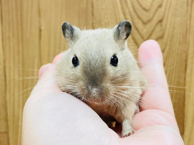 カラージャービル（スナネズミ）