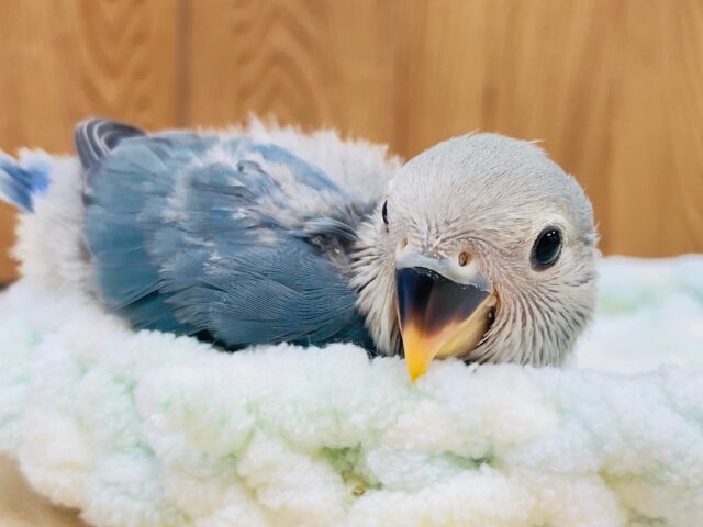 コザクラインコ（小桜インコ）