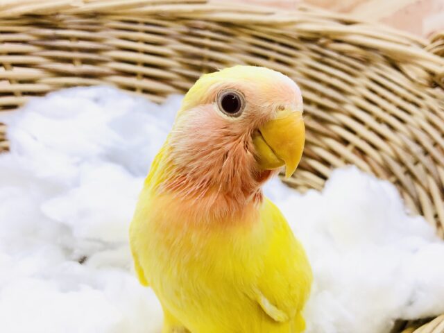 コザクラインコ（小桜インコ）