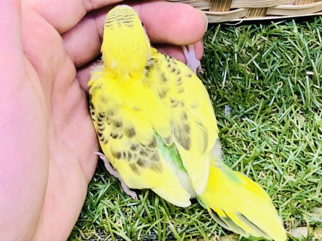黄色のグラデカラー!! セキセイインコ セキセイインコ